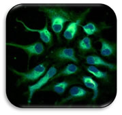 Nestin Antibody