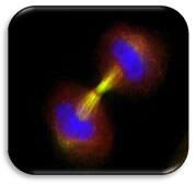 Survivin Antibody