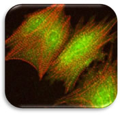 AKT1 Antibody