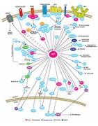 AKT Pathway