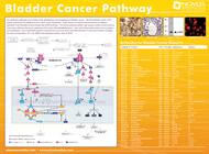 bladder poster