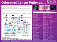 colorectal poster