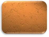 Dicer knockout Mouse embryonic stem cells