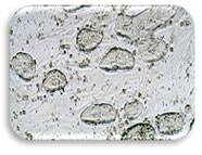 DGCR8 knockout Mouse embryonic 
