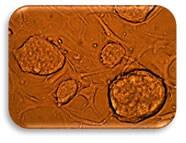 v6.5 Mouse embryonic stem cells