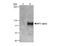 WB Image of HIF-1 alpha
