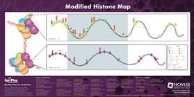 Modified Histone