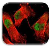 Acinus Antibody