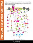 Insulin Pathway