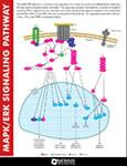 MAPK/ERK Pathway