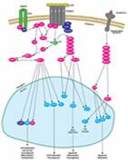 MAPK/ERK Pathway