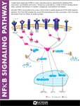 NFKB Pathway