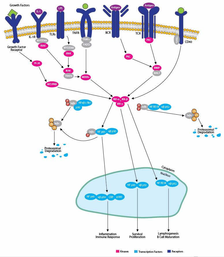 NFKB Pathway