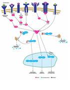 NFkB Pathway