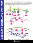 p38 Pathway
