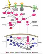 p38 MAPK Pathway