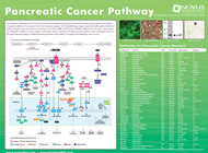 pancreatic poster