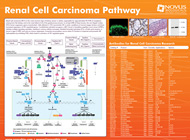 renal poster