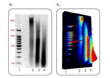 ChIP Image