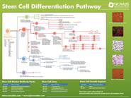 Stem Cell Differentiation