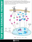 TGFB Pathway