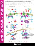 WNT Pathway