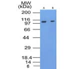 WB Image of Fit-3