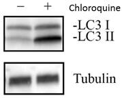 ICC-IF image of Synapsin I