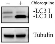 ICC-IF image of Synapsin I