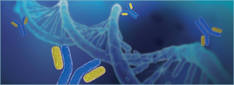RNA-PROTEIN CO-DETECTION ASSAYS