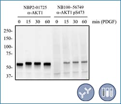 AKT1 and AKT1 [p Ser473] in mouse 3T3 cell lysates following PDGF treatment, WB 