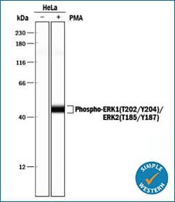 ERK1 (T202/Y204)/ERK2 (T185/Y187) in HeLa cell lysates following PMA treatment, Simple Western