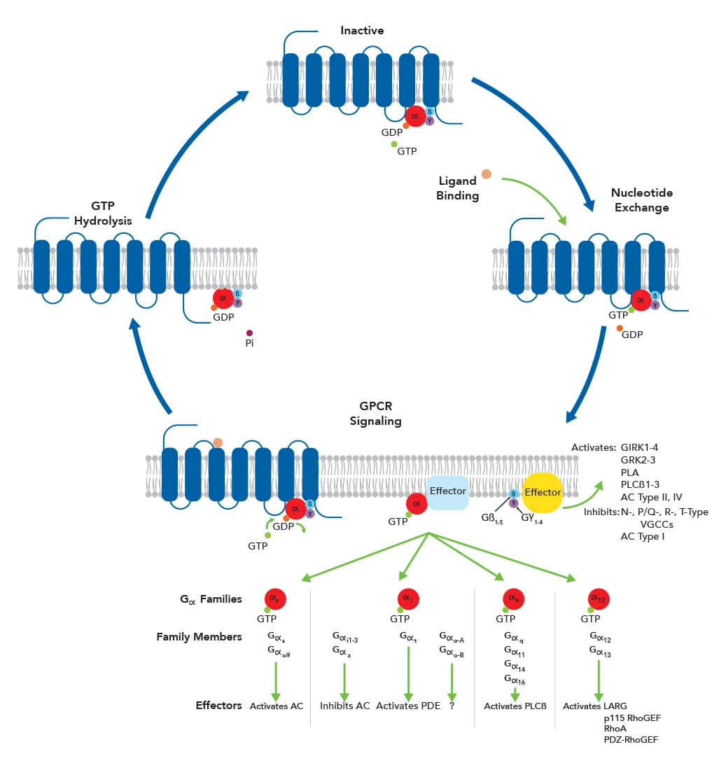 G ProteinCoupled Receptors Novus Biologicals