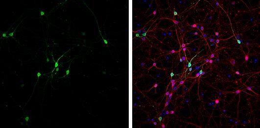 GABA antibody, ICC, IF, primary cortical neurons