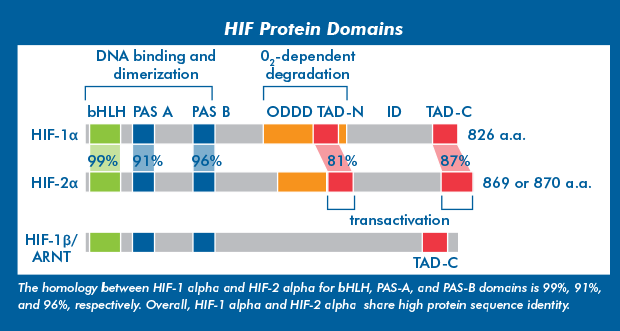 HIF-alpha and HIF-beta Protein Domains