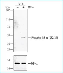 IkB-alpha and IkB-alpha (S32/S36) in HeLa cell lysates following TNF-alpha treatment, WB