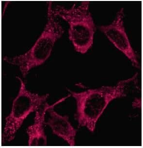 LC3A Antibody