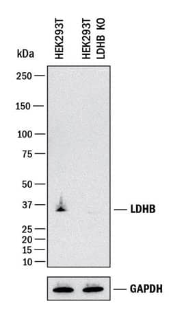 Western blot analysis of Lactate Dehydrogenase B (LDHB) in HEK293 cell lysate and LDHB knockout (KO) HEK293 cell line using Lactate Dehydrogenase B (LDHB) antibody