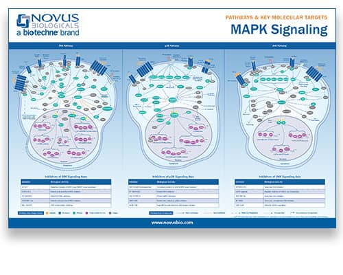 The ERK Signal Transduction Pathway: R&D Systems