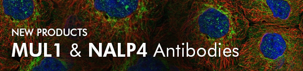 New Products: MUL1 and NALP4 Antibodies