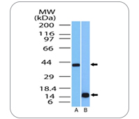 MUL1 Antibody WB