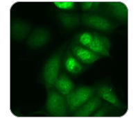 NALP4 Antibody ICC