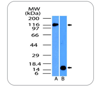 NALP4 Antibody WB