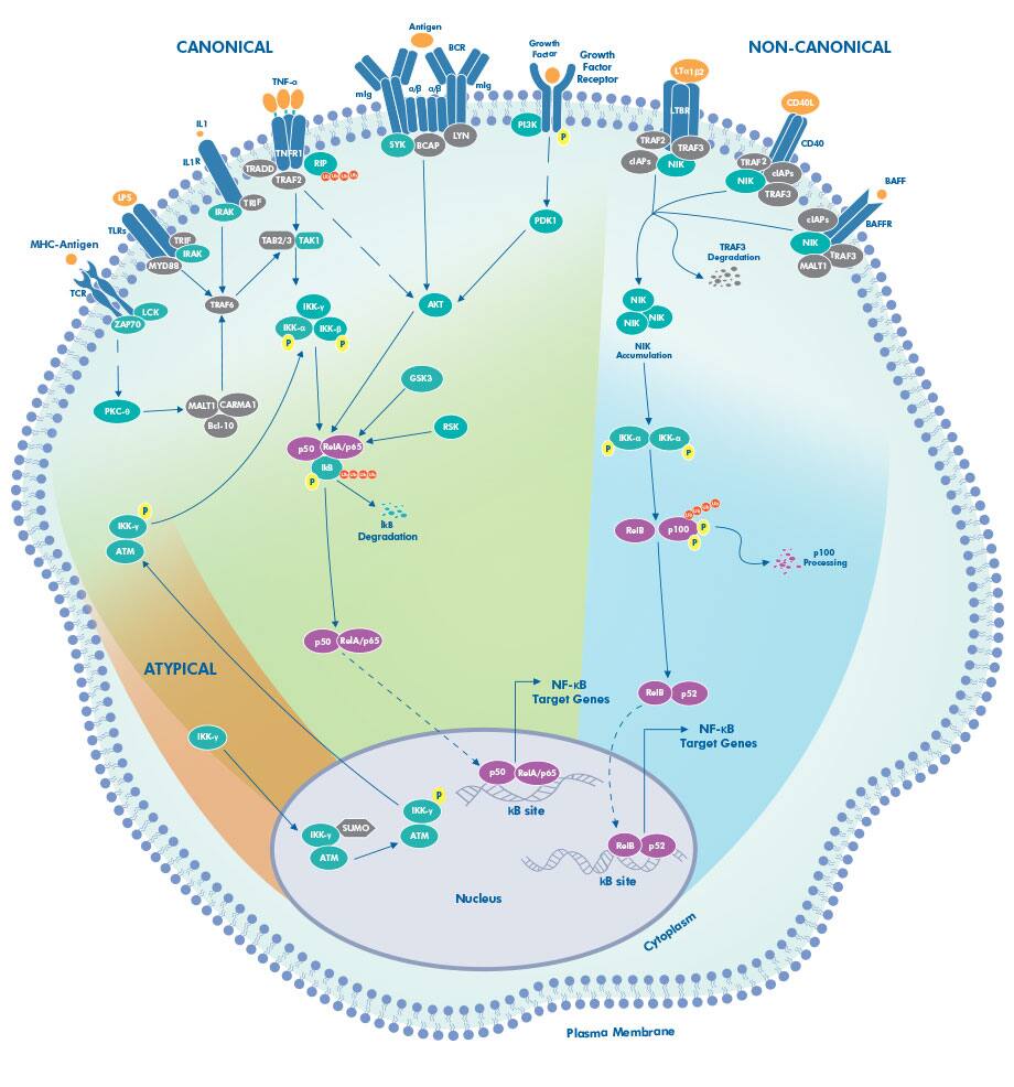 NFKB Signaling Pathway Novus Biologicals