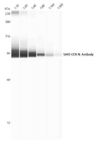 SARS-CoV-2 lysates analyzed by Simple Western to detect nucleocapsid protein with serial dilutions of Rabbit Anti-SARS-CoV nucleocapsid polyclonal antibody. 