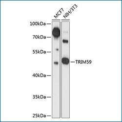 Detection of TRIM59 by Western Blot Western blot with extracts from MCF7 and NIH/3T3 cell lines probed with rabbit polyclonal anti-TRIM59, followed by HRP conjugated goat anti-rabbit secondary antibody, and detected with ECL enhanced kit.