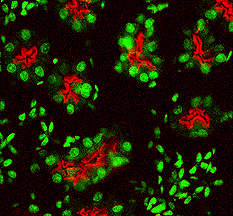 ACE-2 staining of mouse kidney, IHC. Immunohistochemical staining of perfusion-fixed frozen sections of mouse kidney with goat polyclonal anti-mouse ACE-2 antibody with tissue stained red and counterstained with green.
