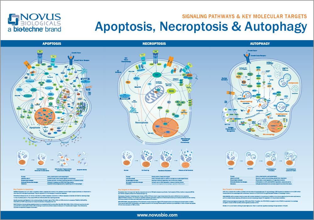 Improved Antigen Detection in IHC: Immunoassays utilizing HRP polymer conjugated secondary antibodies