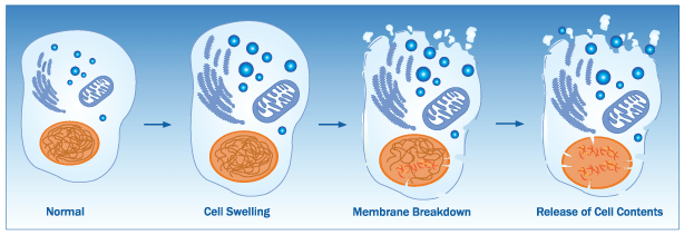 apoptosis