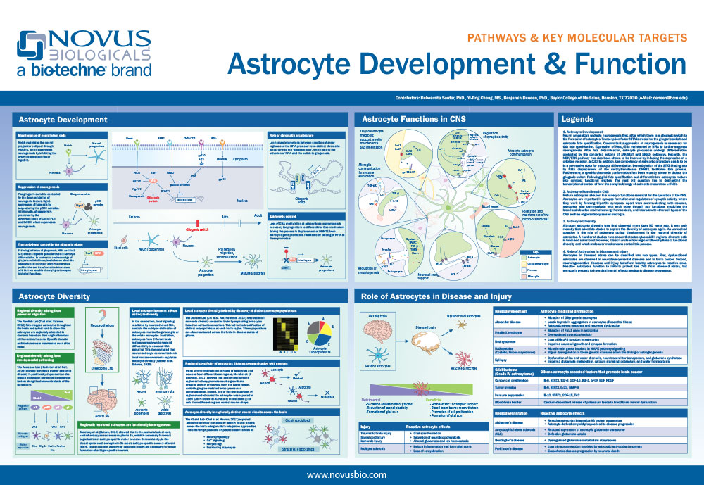 Astrocyte Development & Function Poster